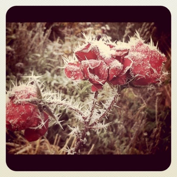 iphoneography_f1