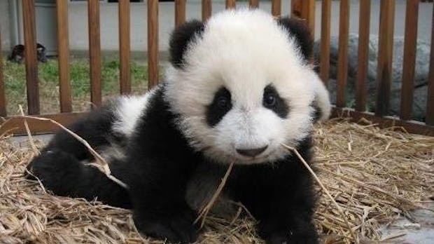 Panda Update: 5 Sünden, die Google jetzt bestraft