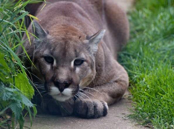 cougar