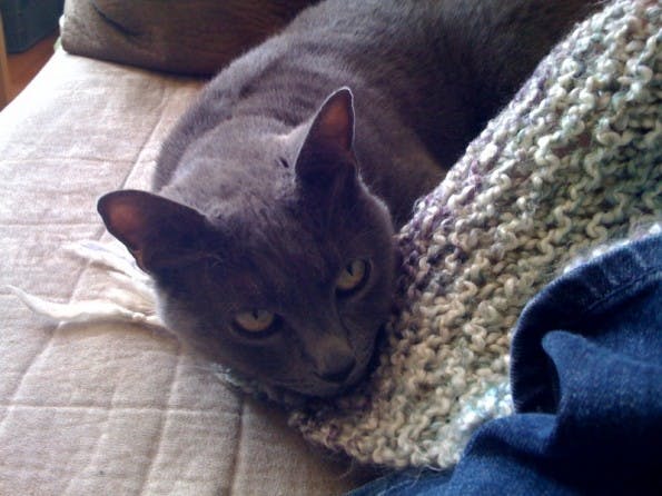 evil cat