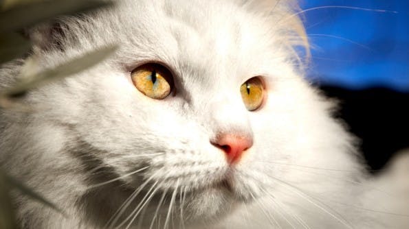 Cat Katze
