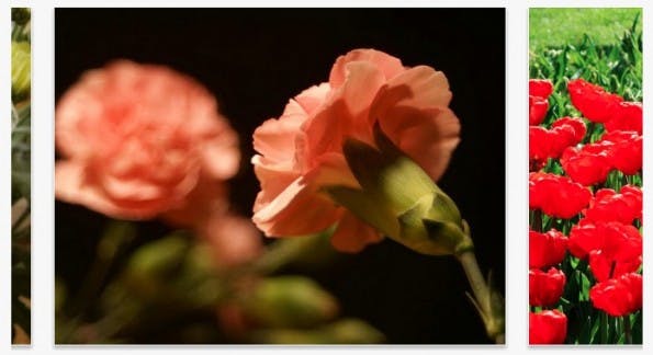 Blumen Wallpaper
