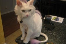 katzenbilder_drzaius