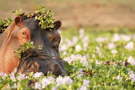 Hippo: Das steckt hinter dem Open-Source-CMS