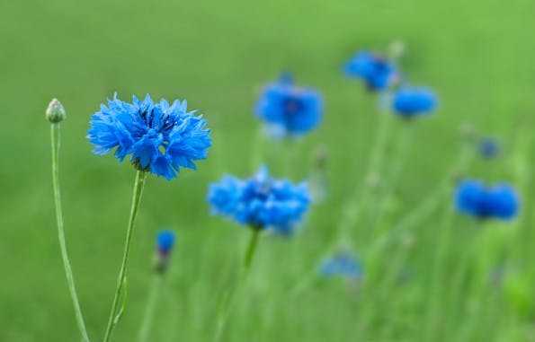 Blau eines der Dinge ist, die man nicht erklären kann. (Foto: Shutterstock/Buslik)