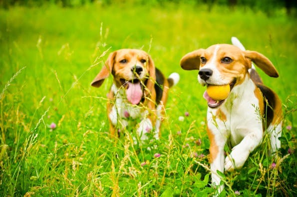 puppies