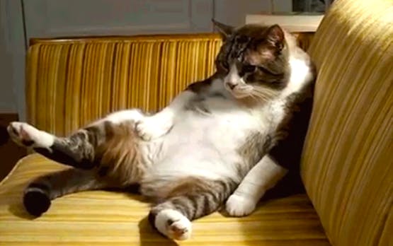 Katzen-GIFs für Startup-Gründer: Der wahrscheinlich beste Twitter-Account der Welt