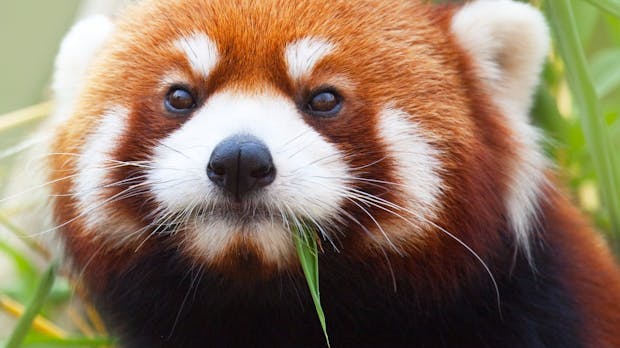 Bessere Performance: Mozilla will Firefox-Bugs mit Machine Learning finden