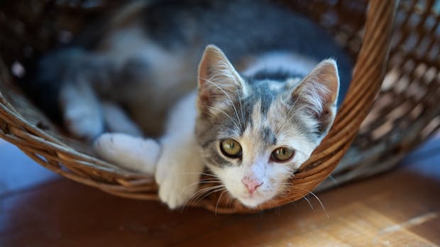 Ablenkung im Büro: Wie Katzenvideos dich produktiver machen könnten