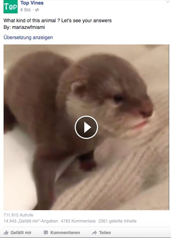 Tiervideos erfreuen sich auf Facebook einer großen Beliebtheit. (Screenshot: Facebook)