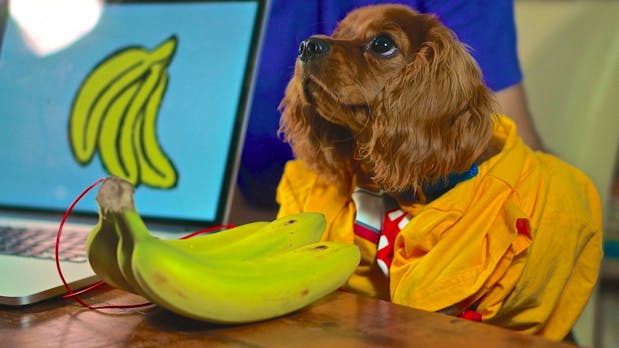 „Von wem krieg ich denn das WLAN-Passwort?“ – „Von der Banane da drüben“