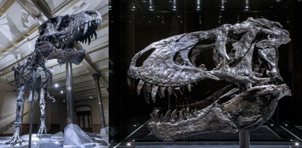 CeBIT 2016: Das Loft bietet Hightech und Dinosaurier. Was will man mehr? (Foto: Deutsche Messe)