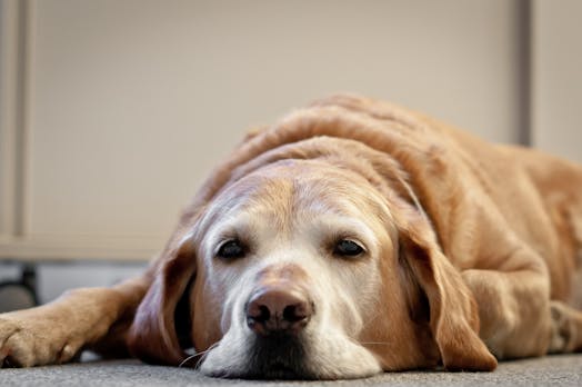 Tiere am Arbeitsplatz: Bürohund soll vor Burnout schützen
