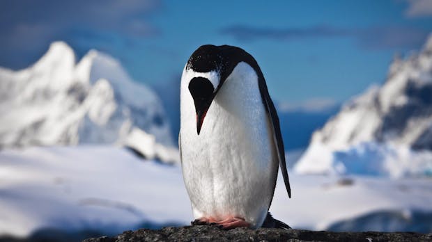 Selbstmord-Linux ist Folter für Geeks