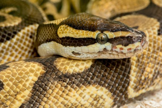 Crash-Kurs mit Python und Machine Learning: Einstieg in Scikit-Learn