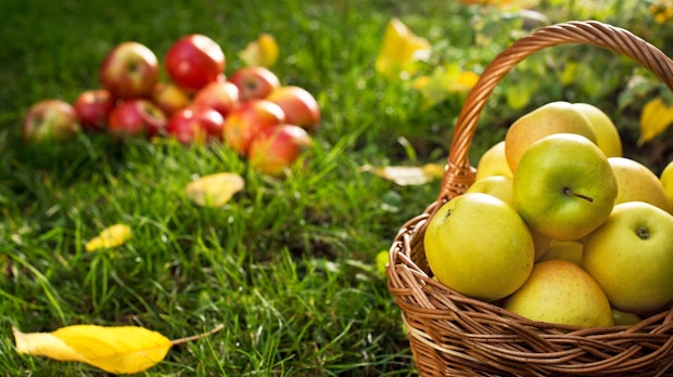 Low-Hanging-Fruits: Der indirekte SEO-Motor