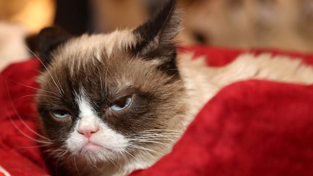 Grumpy Cat gewinnt Copyright-Rechtsstreit