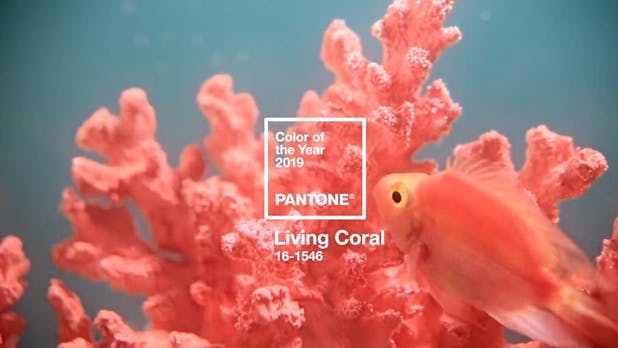 Die Pantone-Farbe des Jahres 2019