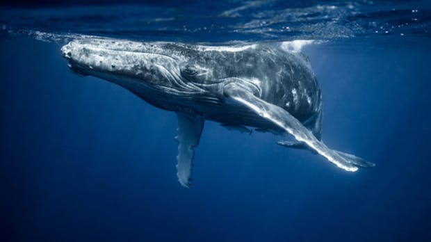Whale-Watching: Ripple-Wale bewegen über 1 Milliarde XRP-Token