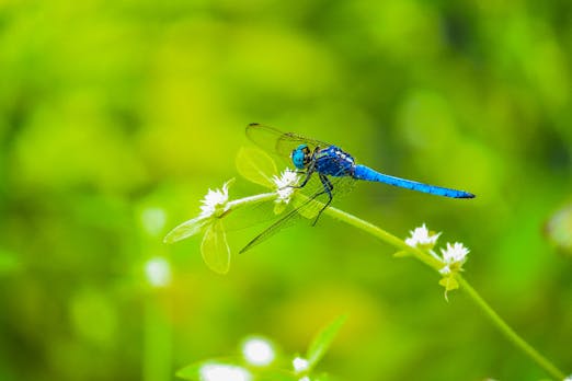 Dragonfly: Google treibt Arbeit an chinesischer Suchmaschine angeblich weiter voran