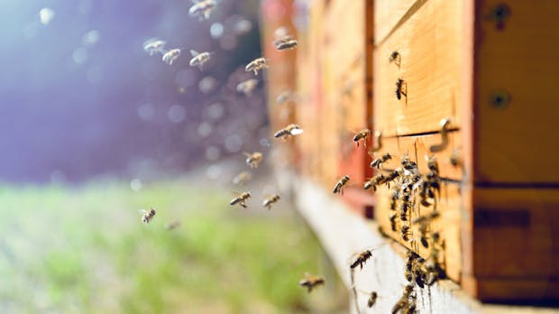 Was wir von Bienen für die digitale Arbeitswelt lernen können