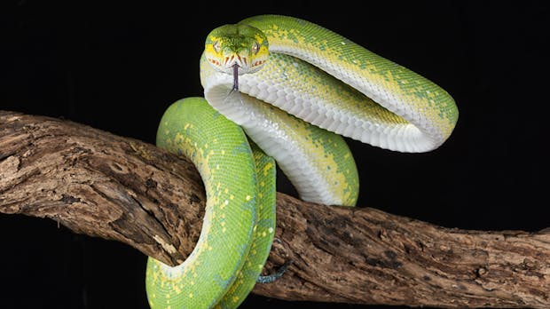 6 Gründe, warum ihr spätestens 2020 Python lernen solltet