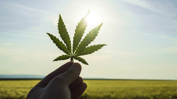 Demecan: Erstes deutsches Cannabis-Startup angelt sich 7 Millionen Euro