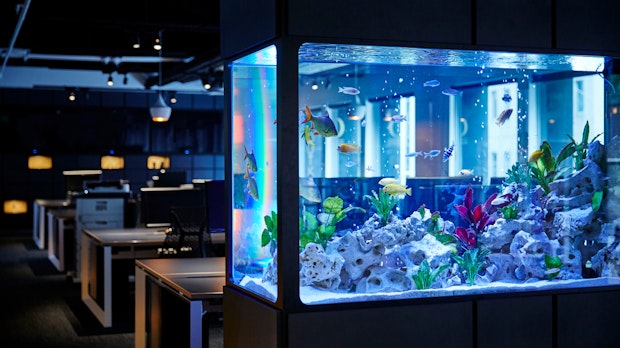 Risikofaktor IoT: Casino durch Aquarium gehackt