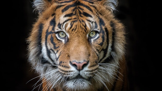 Die Katze im Sack? Tiger-King-Star Carole Baskin launcht Kryptowährung